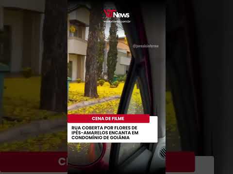 RUA COBERTA POR FLORES DE IPÊS-AMARELOS ENCANTA EM CONDOMÍNIO DE GOIÂNIA