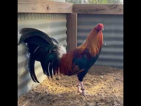 Cardinal club kelso, grey, Larry Romero albany, mclean Hatch, abair kelso