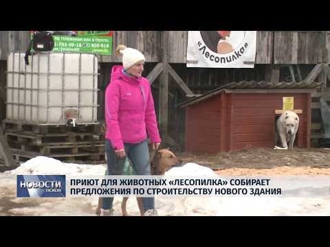 01.03.2019 / Приют «Лесопилка» собирает предложения по строительству нового здания