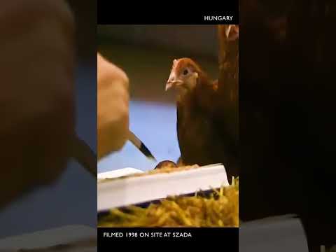 CHICKENWORLD (Enhanced 4K)