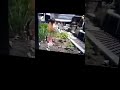 Sesame Street Letter A In The Garden