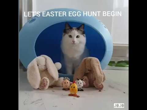 Cats and hamster compete on Easter Egg Hunt