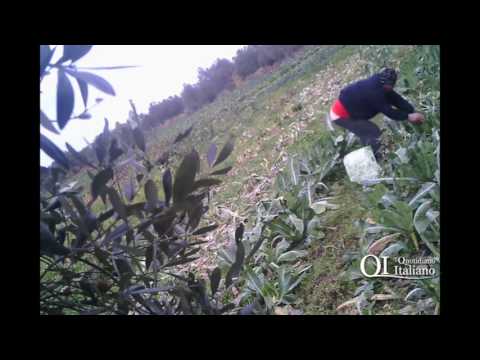 Bitritto, ladri di frutta e verdura incastrati dalle telecamere