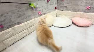 アメリカンカールの動画01