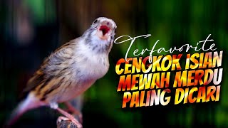 Download lagu MATERI ISIAN MEWAH JAWARA ! MASTERAN KENARI ISIAN BLACKTHROAT GACOR PALING DICARI #05 mp3