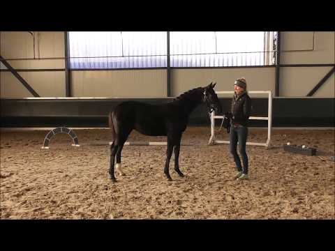 Stallion by Fürst Belissaro x Hochadel