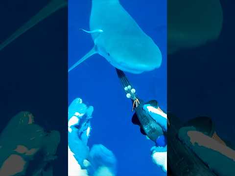 Shark Attacks Spearfisherman!