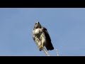 Red-tailed Hawk Calling