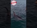 Orcas in the Wild  #blackfish  #emptythetanks  #savetheoceans  #SeaWorld #orca  #orcas  #whales