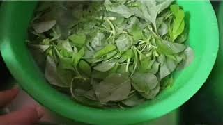 KEREN ABISS YA... #HASILPERCOBAAN SENDIRI. #BIOGLASS DAHSYAT..SAYUR SEGAR LAGII^^