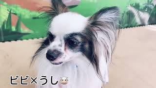 名古屋動物専門学校「」動画