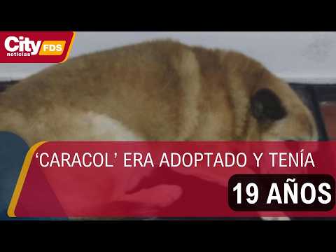 Indignación en Sibaté por muerte de perrito atropellado: el conductor se dio a la fuga | CityTv