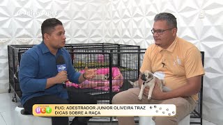 PUG: Adestrador Junior Oliveira traz dicas sobre a raça 12 09 2022