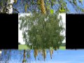 С чего начинается Родина.с.Рузаевка.Казахстан 