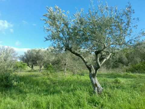 Spring in sant' Elia a pianisi