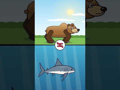 Comment survivre à une attaque de requin 🦈