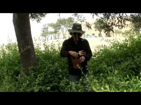 JOE DEMICOLI - King Of The Road