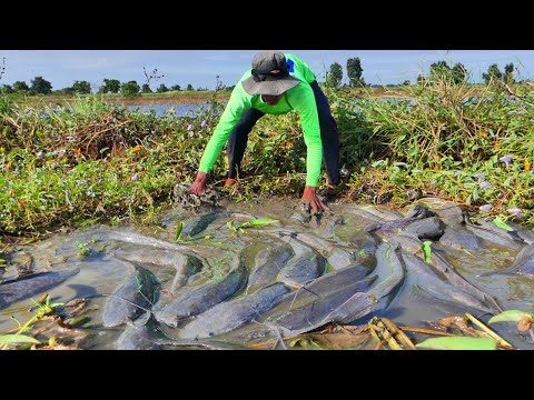 Wow Amazing Fishing! A Fisherman skill catch a lot of catfish nuder grass at rice by hand