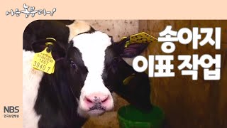 [나는농부다 244회] 송아지 이표 작업