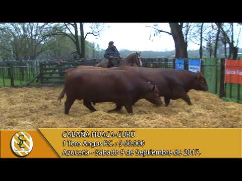 09-09-17 Venta de Toros P.C. y P.R. - Cabaña Huaca Curù - Azucena.