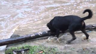 preview picture of video 'Snowy the Rottweiler pulling a 9 foot log out of the flooded beck at Loftus.'