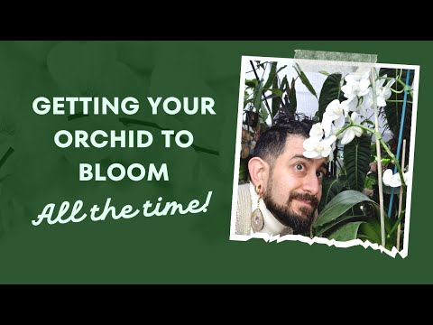 Phalaenopsis Orchid Review | 8 Years Later | Blooms | Multiple Orchids | Moth Orchid