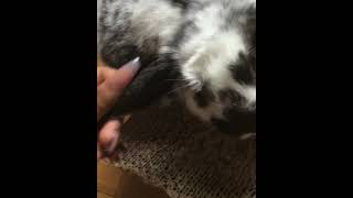 Checkered Giant Rabbits Videos