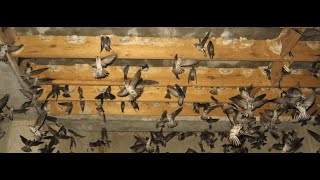 Download lagu KUNCI SUKSES DALAM BUDIDAYA WALET mp3 Download lagu KUNCI SUKSES DALAM BUDIDAYA WALET mp3