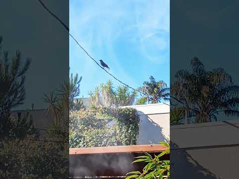 Deep Purple: Sail Away (1974)