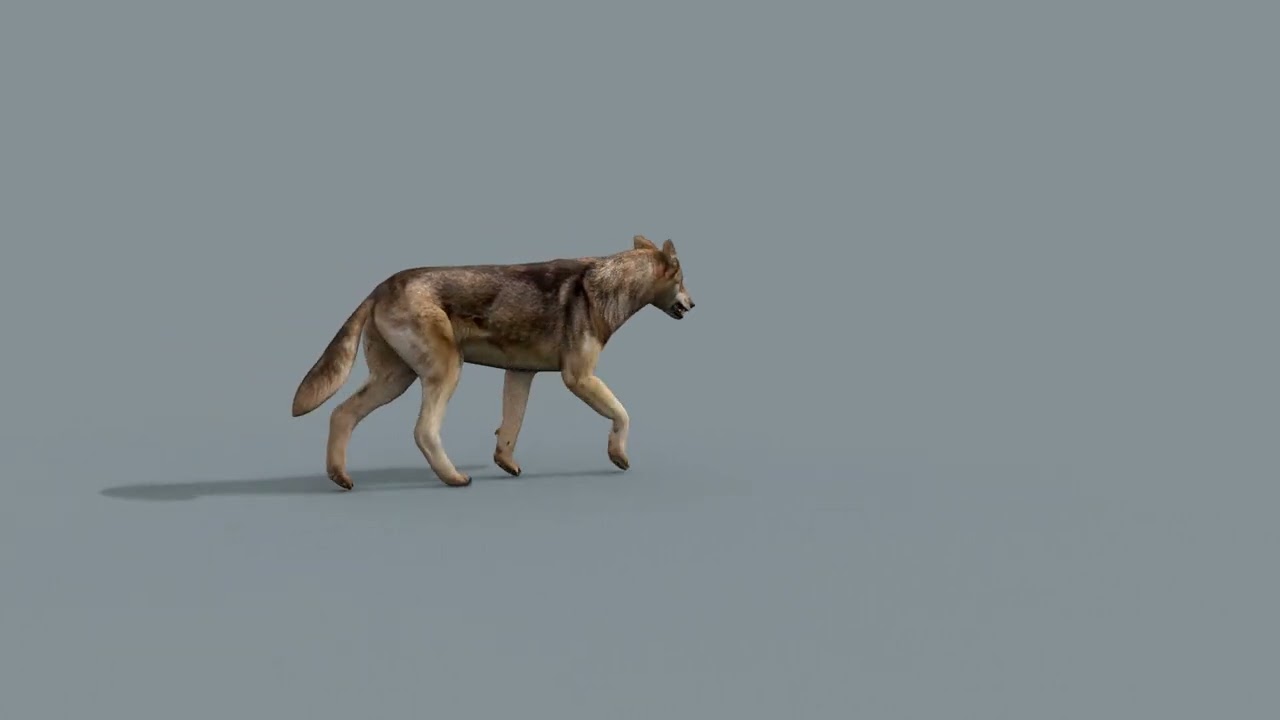 My Coyote - 3d animated coyote model 3D Model