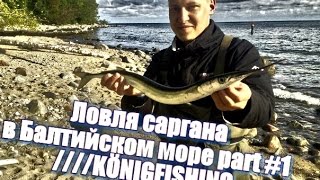 Ловля саргана на балтийском море калининград