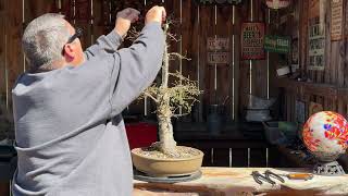 Pruning and Wiring of a Winged Elm