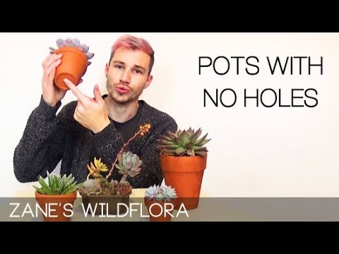 download lagu mp3 mp4 How To Care For Succulents Indoors Without Drainage, download lagu How To Care For Succulents Indoors Without Drainage gratis, unduh video klip How To Care For Succulents Indoors Without Drainage