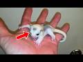 Man Finds Weird Creature - Moments Later It Started To Fly