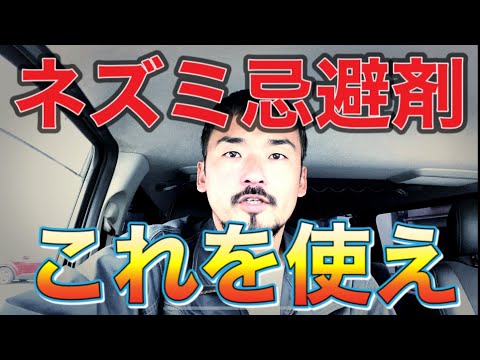 家のネズミを怖がらせて追い払う天然のネズミよけの香り
