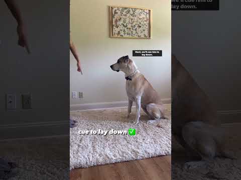 Train Dog to Settle on Cue #onlinedogtraining #dog #puppytraining