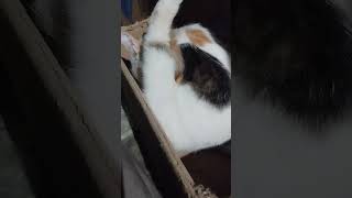 Download lagu ngintip cewek mandi #kucinglucu #kucing #kucingkampung #vidiolucu #fyp mp3 Download lagu ngintip cewek mandi #kucinglucu #kucing #kucingkampung #vidiolucu #fyp mp3
