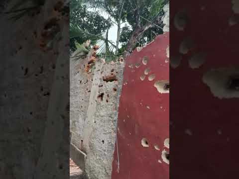 parede virou peneira Rio de Janeiro  #yutubeshorts