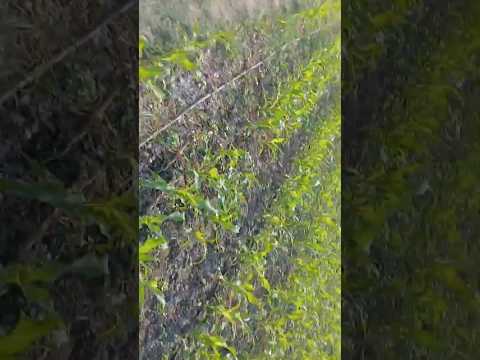 # farm #ytshorts # village