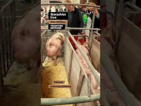 , title : 'Prijskamp varkensras Piétrain #shorts #varken #Piétrain #pig #animals #agriculture #farming'