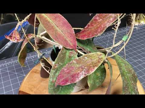 Hoya UX II CIR-PL 72mm video