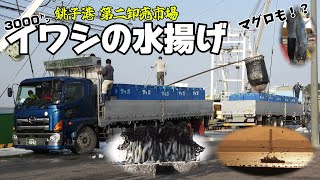 【3000トン越え！！】銚子漁港 大量のイワシ水揚げ｜A lot of sardines landed at Choshi Fishing Port