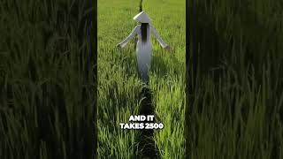 Unveiling The Budget Travel Gems Of Southeast Asia: Affordable Vietnam Adventures! #Shorts