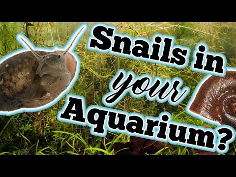Freshwater Aquarium Snails: The Good, The Bad & The Ugly