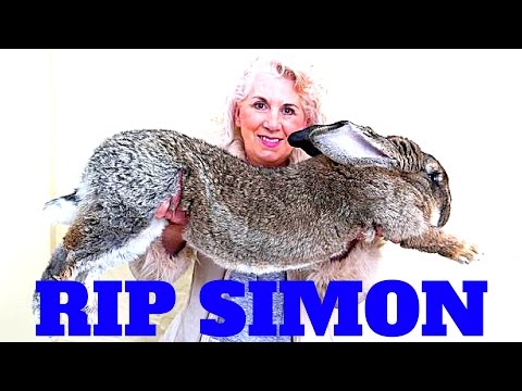Redneck BREAKING NEWS United Airlines Simon the giant rabbit dies while flying United