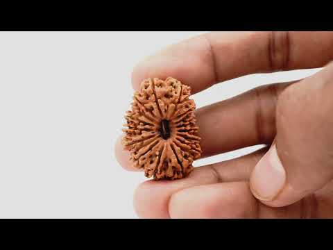 Rudraksha Product Image