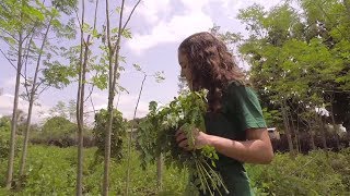 Kuli Kuli isn’t just any superfood. It’s changing lives globally