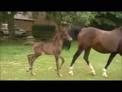 Dressage Foal For Sale (Don Frederic x Krack C)