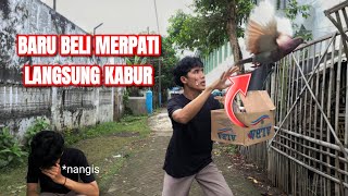Download lagu MERPATI GIRINGAN PERTAMA‼️ MASA IYA INI BURUNG MAHAL🤔 mp3 Download lagu MERPATI GIRINGAN PERTAMA‼️ MASA IYA INI BURUNG MAHAL🤔 mp3