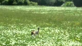 SUICIDAL DOG - SURF & SEM (LIJEVI ŠTEFANKI)